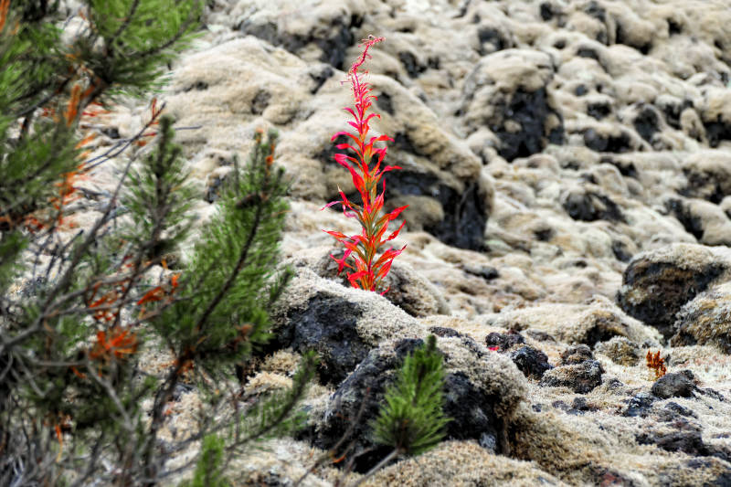 New life growing out of a lava bed, Nisga’a Memorial Lava Bed Provincial Park, BC